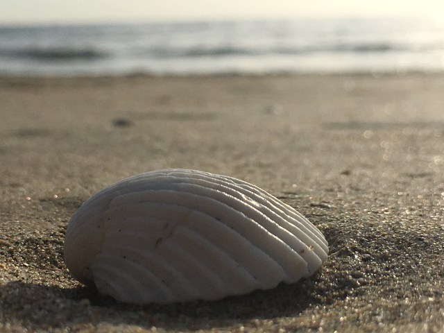 2016-11-12 15.52.35.jpg