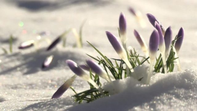 438067557-krokus-deshielo-fundir-flor-696x392.jpg